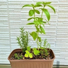 【ハーブ栽培】5種のキッチンハーブの寄植え