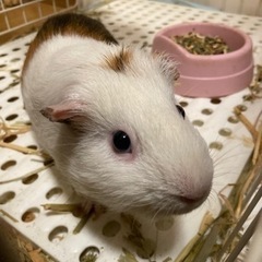 撫でて欲しい！甘えて鳴くモルモット　男の子です