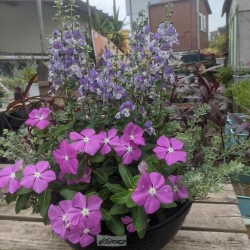 夏の寄植え