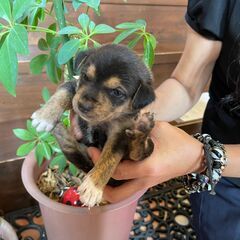 甘えん坊なお洒落男子「しゅん」くん🥰