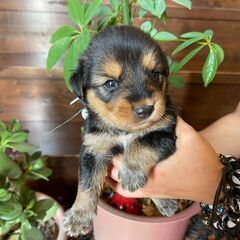 おっとりマイペースな優しい子犬の男の子「こう」くん🥰