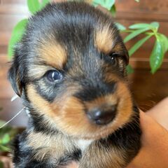 おっとりマイペースな優しい子犬の男の子「こう」くん🥰 - 宮若市