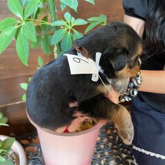 おっとりマイペースな優しい子犬の男の子「こう」くん🥰 − 福岡県