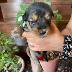 おっとりマイペースな優しい子犬の男の子「こう」くん🥰 - 犬