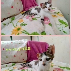 🍀小さい耳と大きな耳の男の子🍀