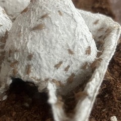 ヨーロッパイエコオロギ100匹程