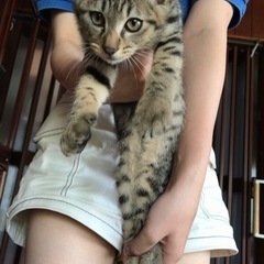 キジトラさん(1/3)里親様が決まりました