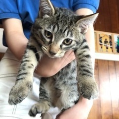キジトラ(2/3)・里親様が決まりました