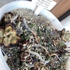 多肉植物　テディベア　一苗200円