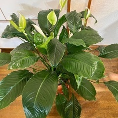観葉植物