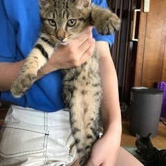 キジトラ(3/3)・里親様が決まりました