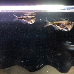 取引決定しました。熱帯魚リセットの為、お魚さん全部です😊　売約済みもありますの画像
