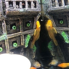 取引決定しました。熱帯魚リセットの為、お魚さん全部です😊　売約済みもありますの画像