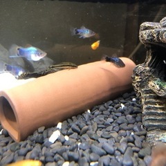 取引決定しました。熱帯魚リセットの為、お魚さん全部です😊　売約済みもありますの画像