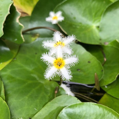 ガガブタ　5株　水草　絶滅危惧種の画像