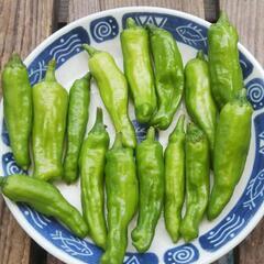 生産者直売です。シシトウはいかがでしょうか⁉️の画像