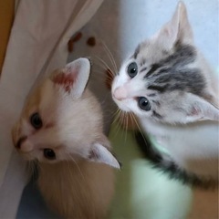 ご家族が決まりました♡ありがとうございました。 - 猫