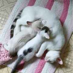 ご家族が決まりました♡ありがとうございました。 - つくば市