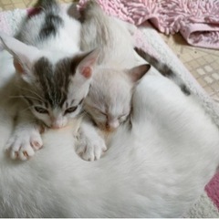 ご家族が決まりました♡ありがとうございました。