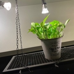 リグナテラストウキョウ　吊り棚の画像