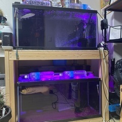 今週日曜日引き取りで格安にします！大型水槽　熱帯魚　水槽　生体セットの画像