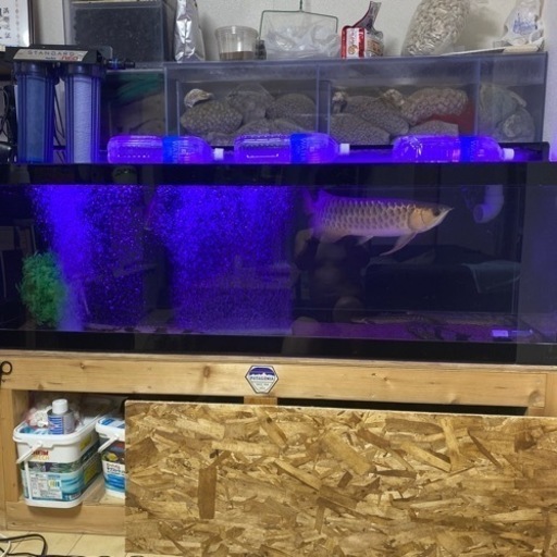 今週日曜日引き取りで格安にします！大型水槽　熱帯魚　水槽　生体セット
