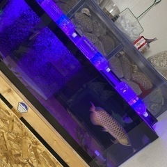 今週日曜日引き取りで格安にします！大型水槽　熱帯魚　水槽　生体セットの画像