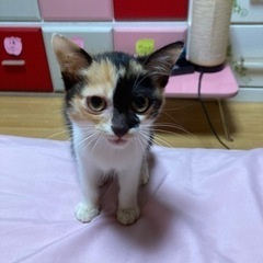 保護猫　里親候補者と現在調整中