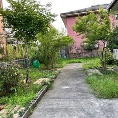 庭の草刈り、剪定