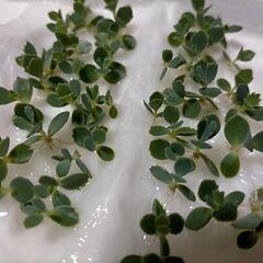 多肉植物【⠀子宝草】の画像