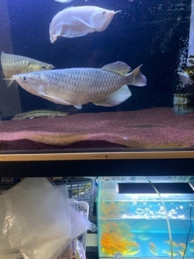 アロワナ　ノーザンバラムンディショート