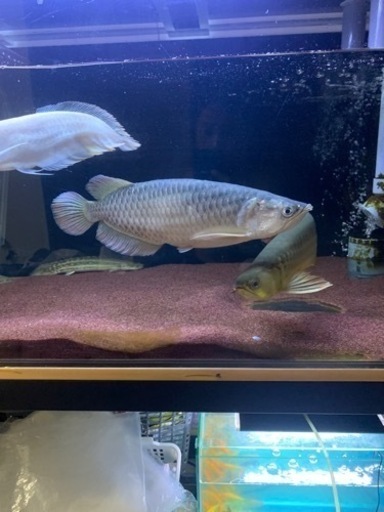 アロワナ　ノーザンバラムンディショート