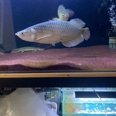 アロワナ　ノーザンバラムンディショート