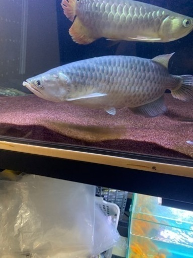 アロワナ　ノーザンバラムンディショート