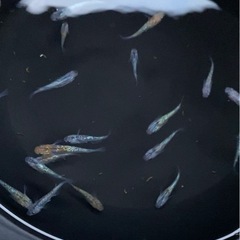 めだか　西尾市無人販売　8/6（土）8/7（日）