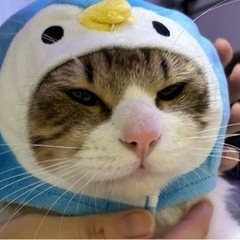 おデブの猫ちゃんです！