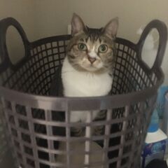 ネコ　どこ行ったの？