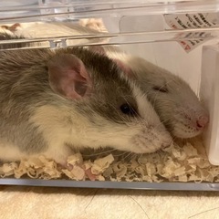 ファンシーラット
