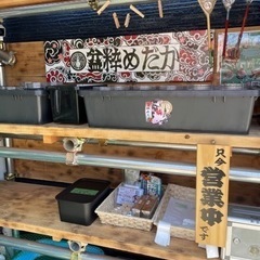 今週末わ‼️ めだか無人販売メダカ✨