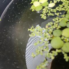 【終了】白メダカ　稚魚30匹　バケツごと