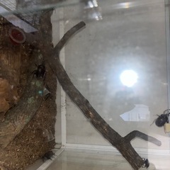 国産カブトムシ2ペアの画像
