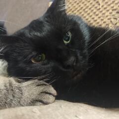 里親を募集します　黒オス2歳　