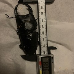 お盆の帰省のプレゼントに！！！大人気✨８月１８日まで能勢yg血統...