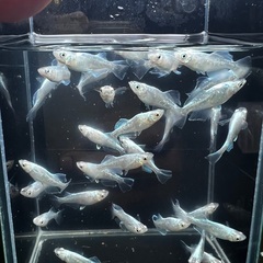 現物　ドラゴンブルー　メダカ　1ペア800円　2022春産まれ　産卵中の画像