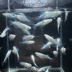 現物　ドラゴンブルー　メダカ　1ペア800円　2022春産まれ　産卵中