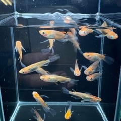 現物　華蓮ヒレ長　メダカ　2022年春産まれ　1ペア800円　爆産中！