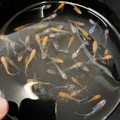 現物　華蓮ヒレ長　メダカ　2022年春産まれ　1ペア800円　爆産中！の画像