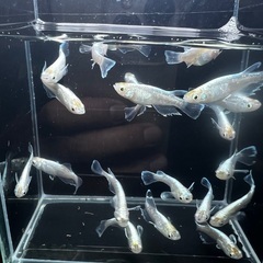 現物　鱗光メダカ　2022年春産まれ　1ペア800円　爆産中😊の画像