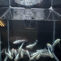 現物　鱗光メダカ　2022年春産まれ　1ペア800円　爆産中😊