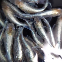 現物　鱗光メダカ　2022年春産まれ　1ペア800円　爆産中😊の画像